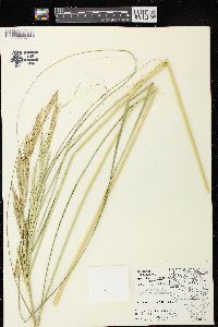 Spartina pectinata image