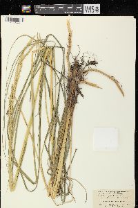 Spartina pectinata image