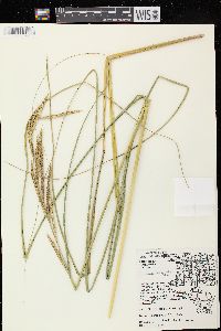 Spartina pectinata image