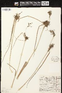 Scirpus atrocinctus image