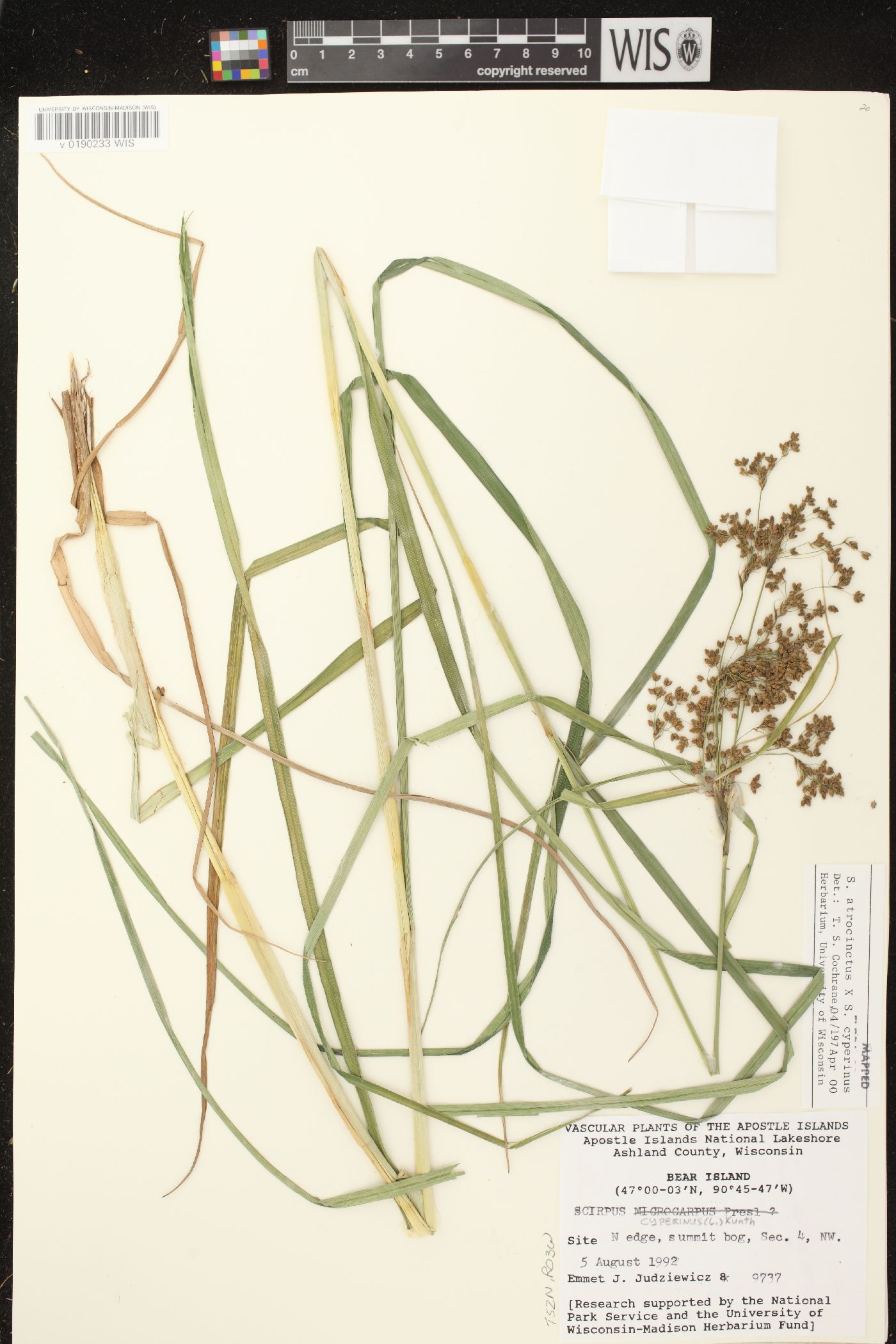 Scirpus atrocinctus image