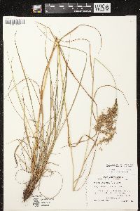 Scirpus atrocinctus image