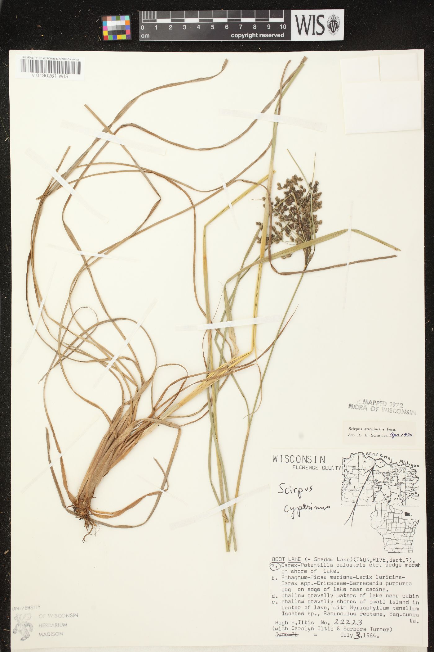 Scirpus atrocinctus image