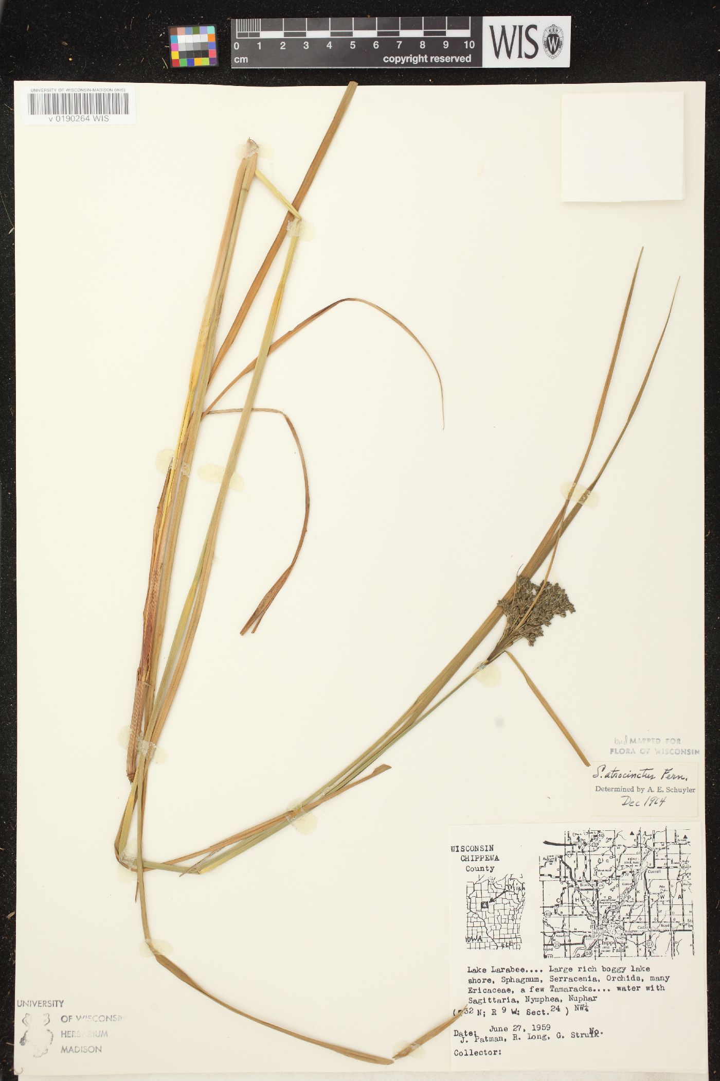 Scirpus atrocinctus image