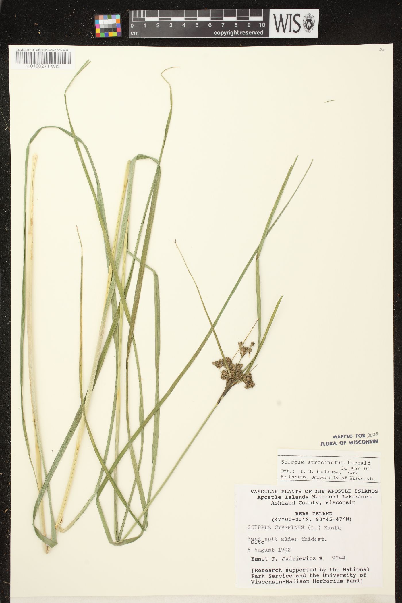 Scirpus atrocinctus image