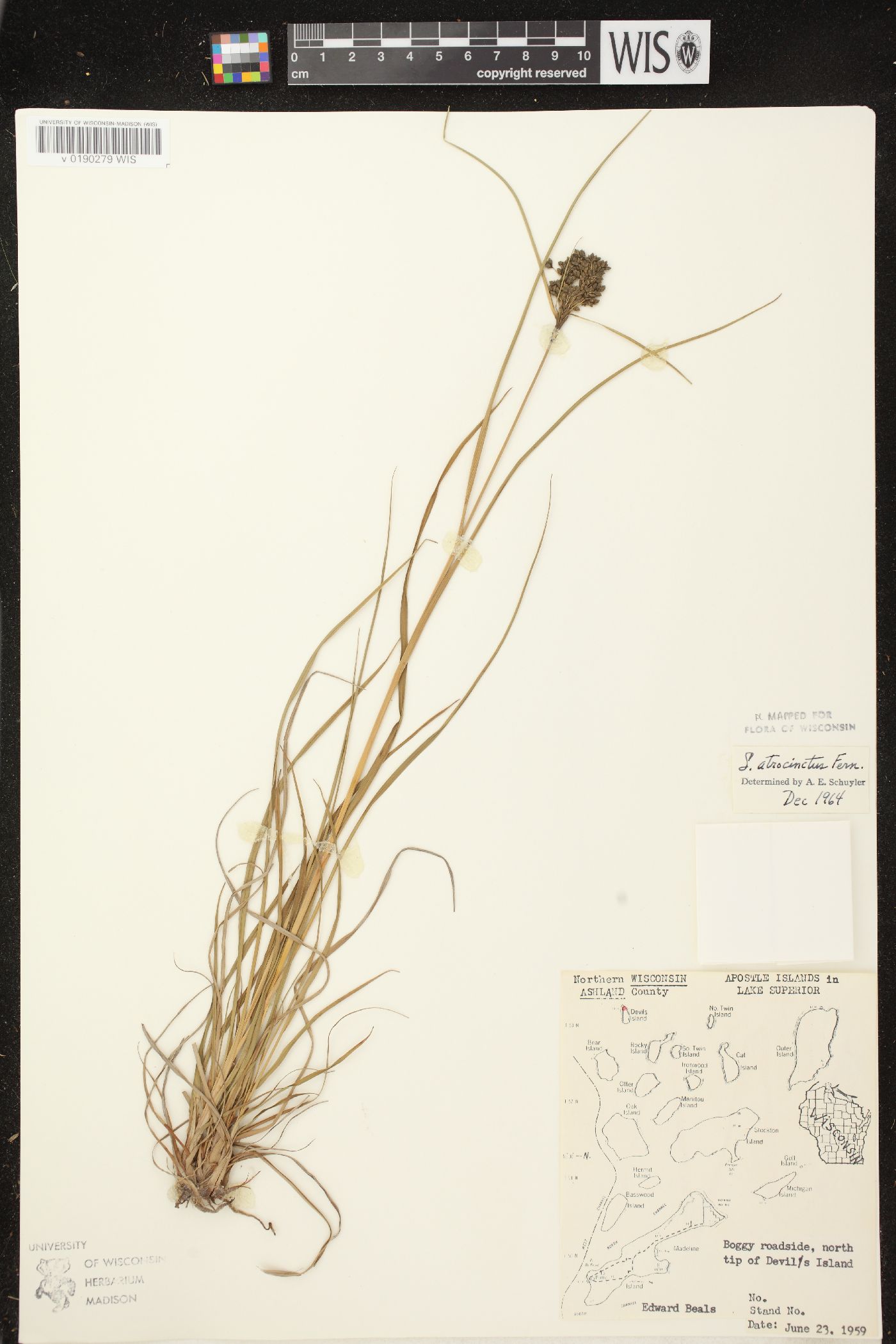 Scirpus atrocinctus image