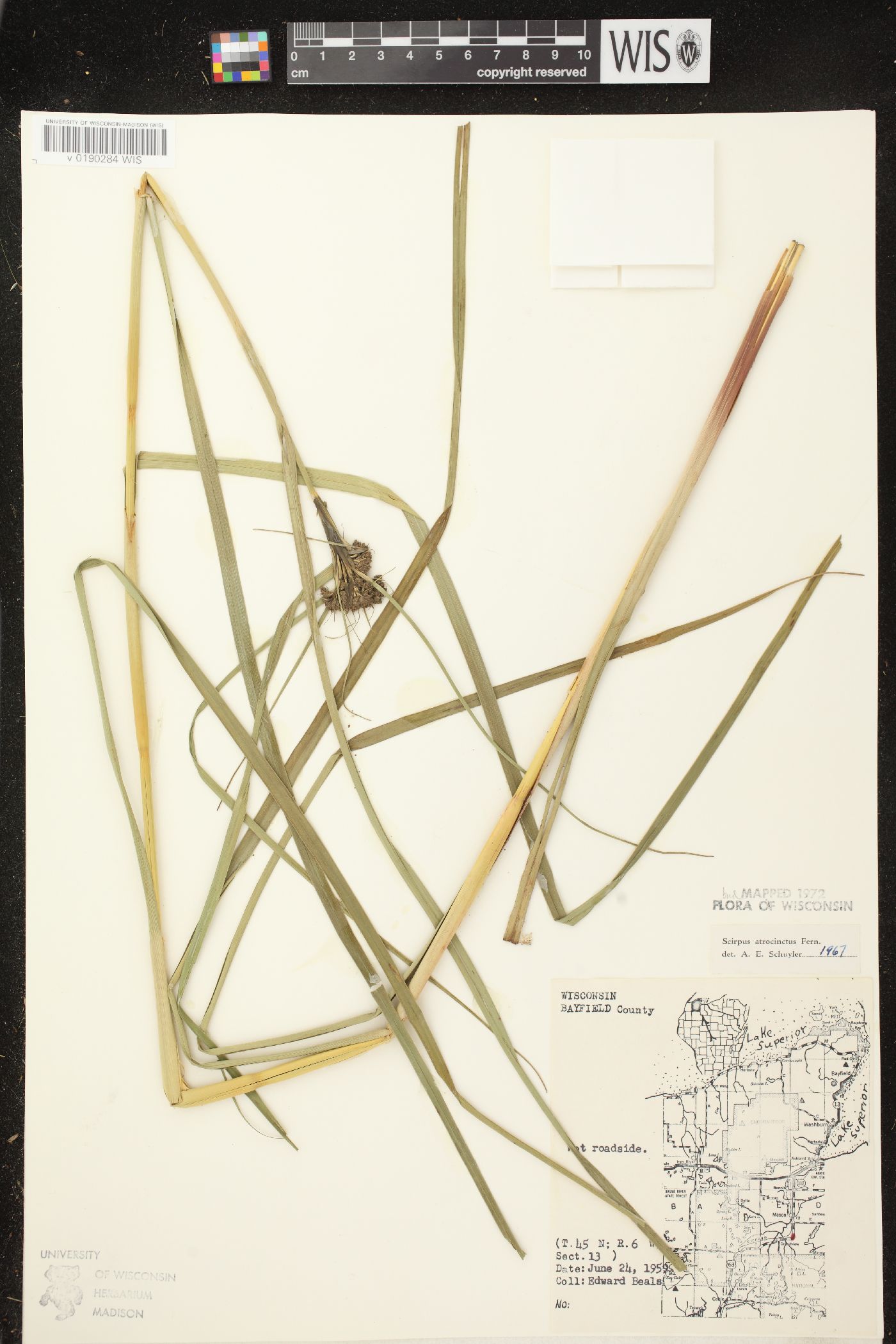 Scirpus atrocinctus image
