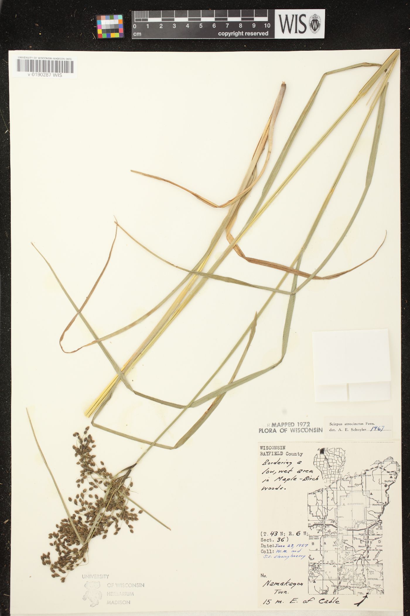 Scirpus atrocinctus image