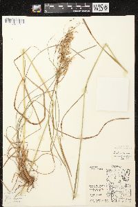 Scirpus atrocinctus image