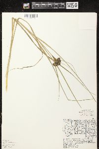 Scirpus atrocinctus image