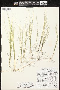 Schoenoplectus subterminalis image