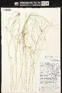 Schoenoplectus subterminalis image