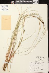 Carex lasiocarpa image