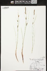 Carex lasiocarpa image