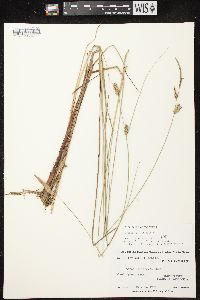 Carex lasiocarpa image