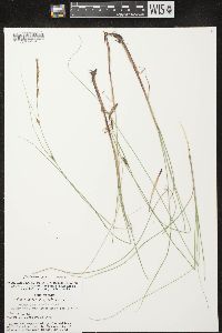 Carex lasiocarpa image