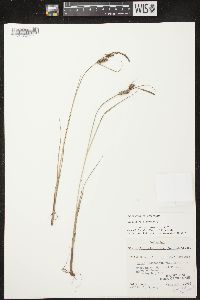 Carex lasiocarpa image