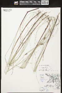 Carex lasiocarpa image