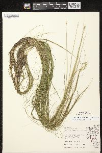 Schoenoplectus subterminalis image