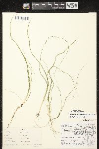 Schoenoplectus subterminalis image