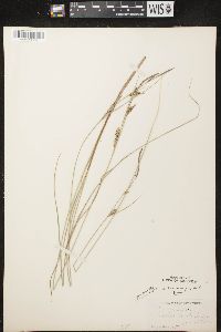 Carex lasiocarpa image