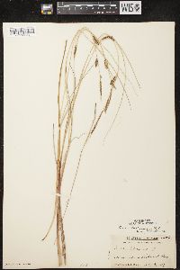 Carex lasiocarpa image