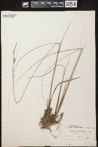 Carex lasiocarpa subsp. americana image