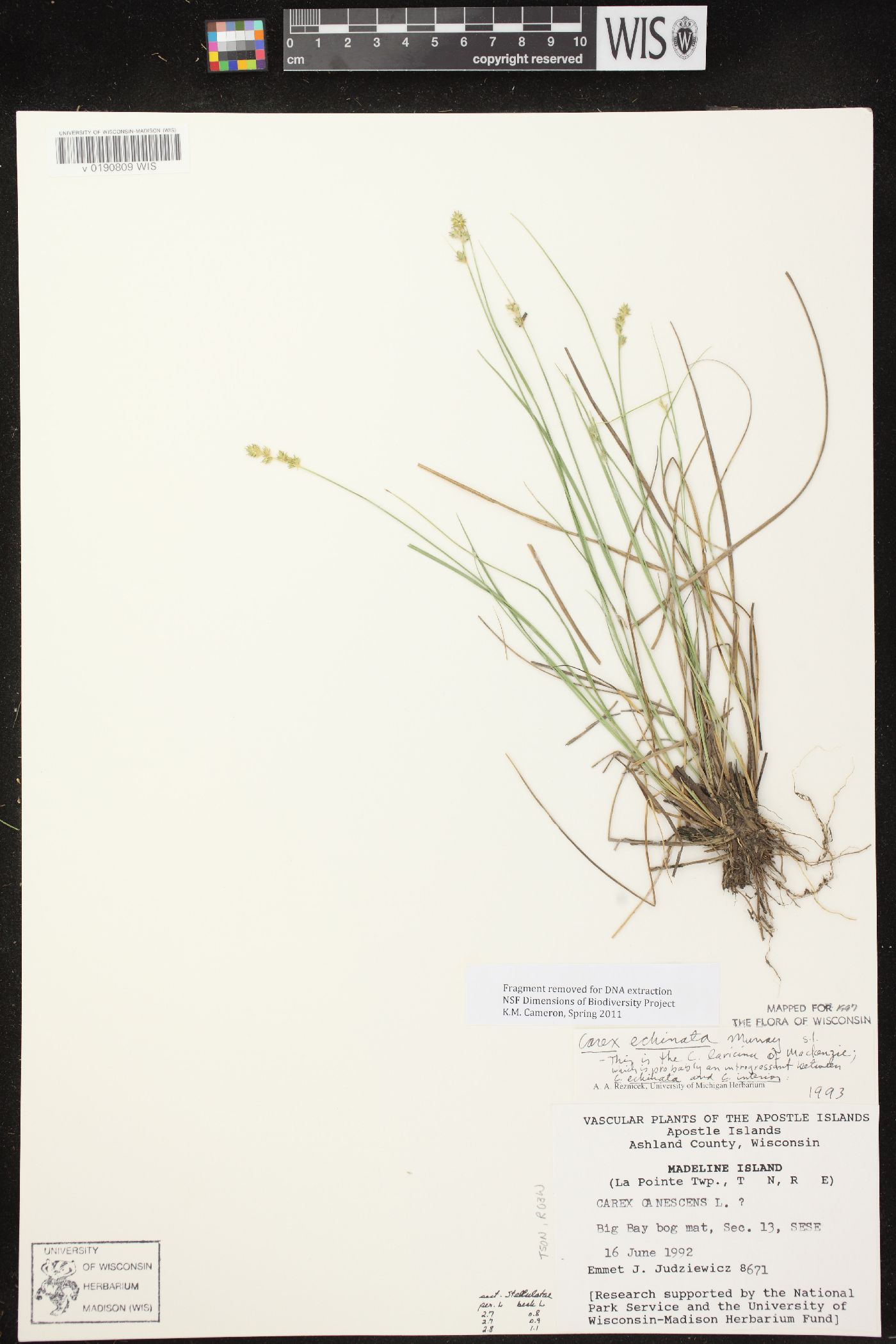 Carex laricina image
