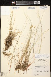 Carex laricina image