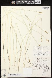 Carex laricina image