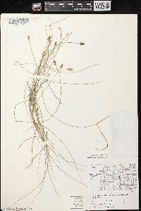 Carex leavenworthii image