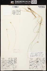 Carex leavenworthii image