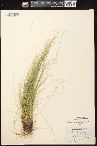 Carex leptalea subsp. leptalea image