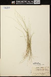 Carex leptalea subsp. leptalea image