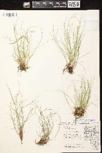 Carex leptalea subsp. leptalea image