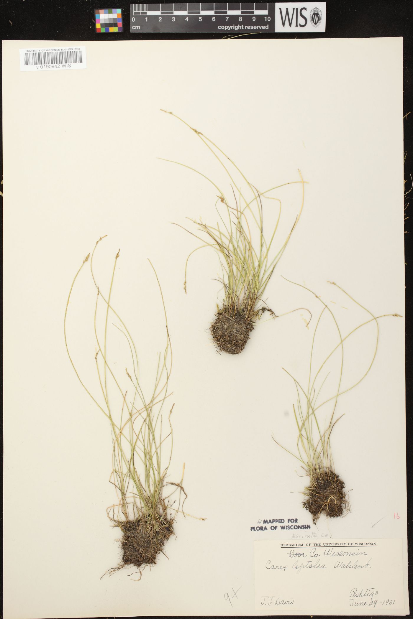 Carex leptalea subsp. leptalea image