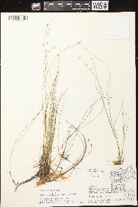 Carex leptalea subsp. leptalea image