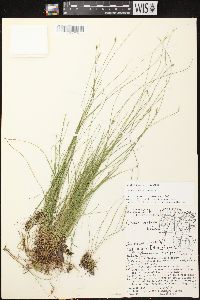 Carex leptalea subsp. leptalea image