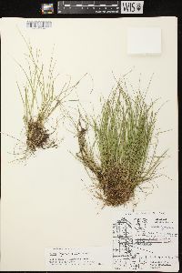 Carex leptalea subsp. leptalea image