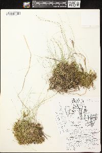 Carex leptalea subsp. leptalea image