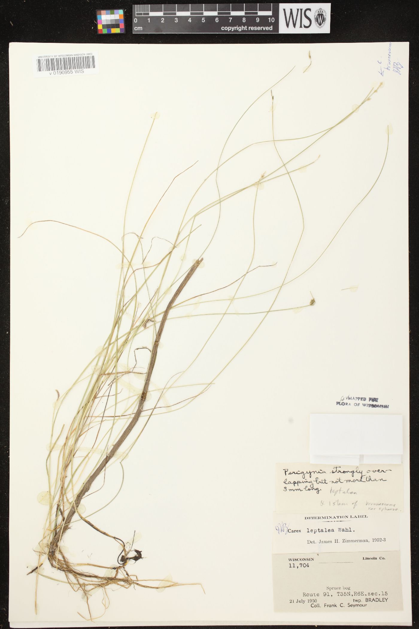 Carex leptalea subsp. leptalea image