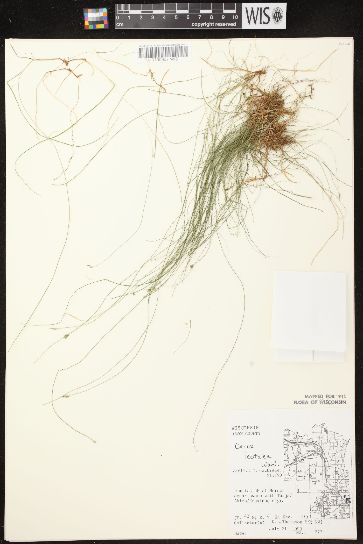 Carex leptalea subsp. leptalea image