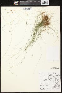 Carex leptalea subsp. leptalea image