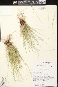 Carex leptalea subsp. leptalea image