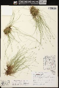 Carex leptalea subsp. leptalea image