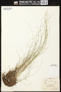 Carex leptalea subsp. leptalea image