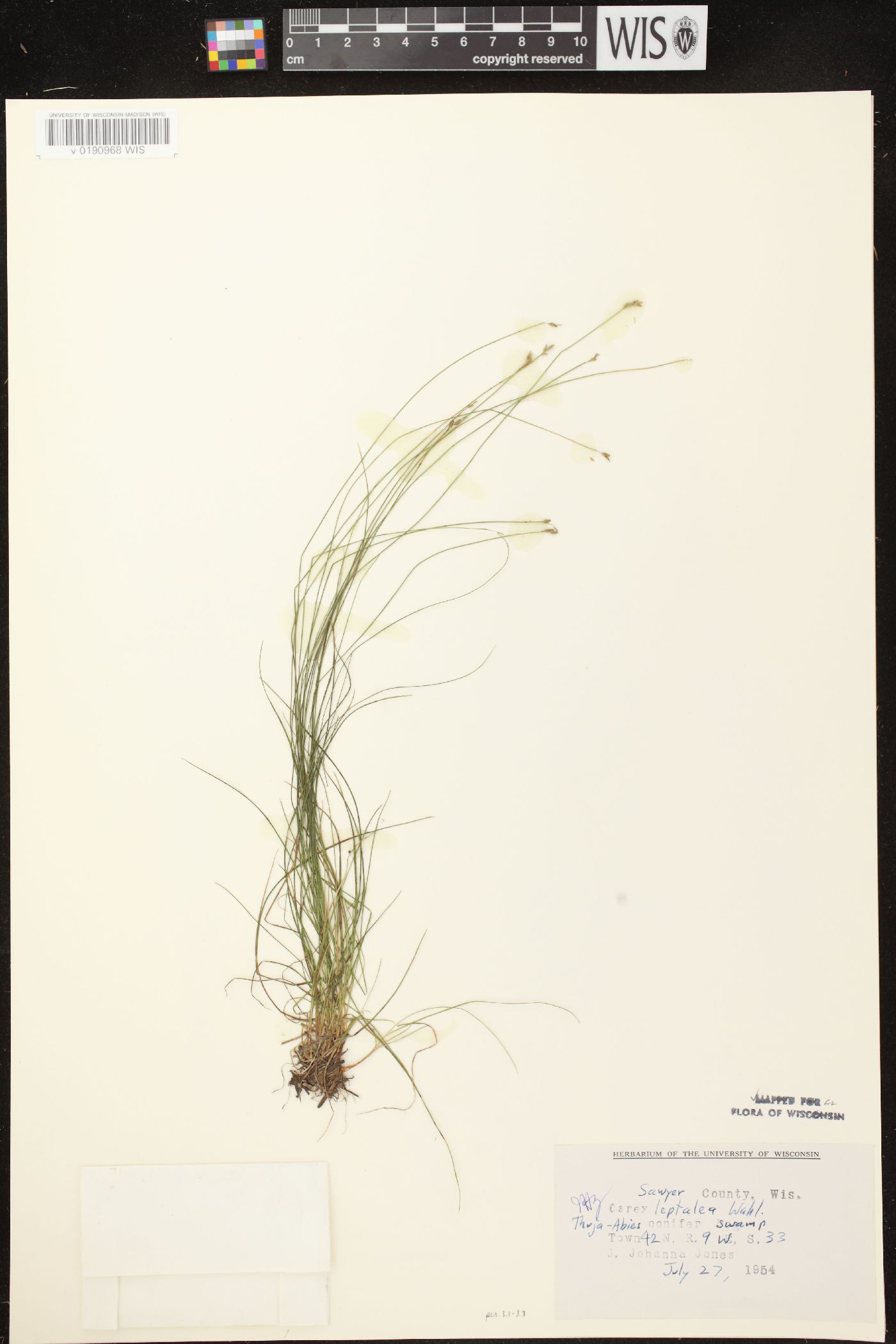 Carex leptalea subsp. leptalea image
