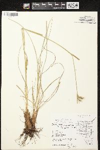 Eriophorum viridicarinatum image