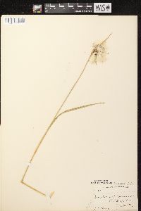 Eriophorum viridicarinatum image