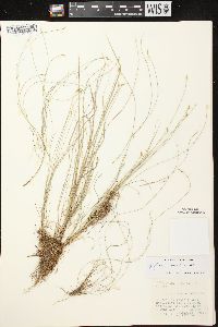 Carex leptalea subsp. leptalea image